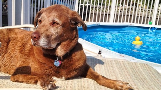 Doggy Pool