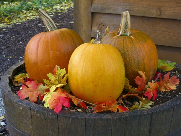 Door County Pumpkins