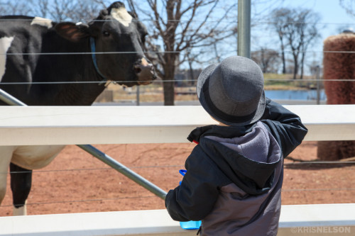 Cow Conversation