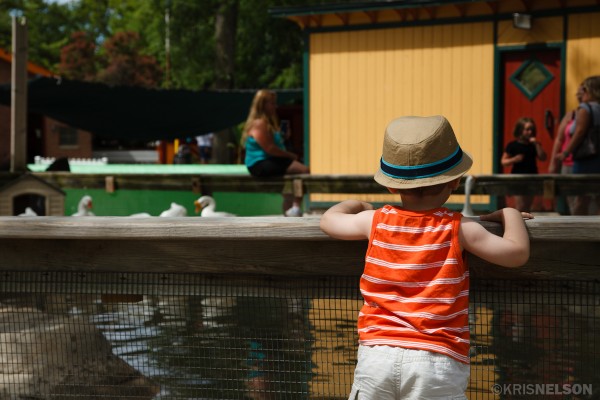Duck Pond